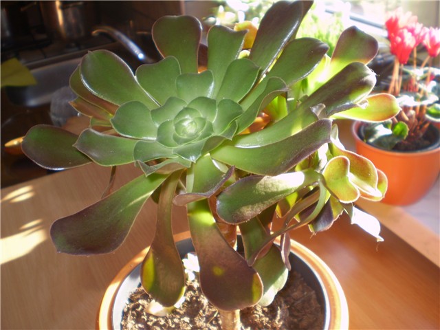 aeonium